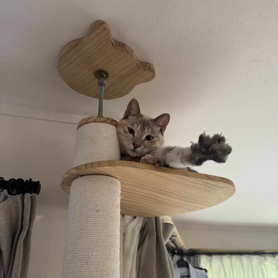 ノノのカバー写真