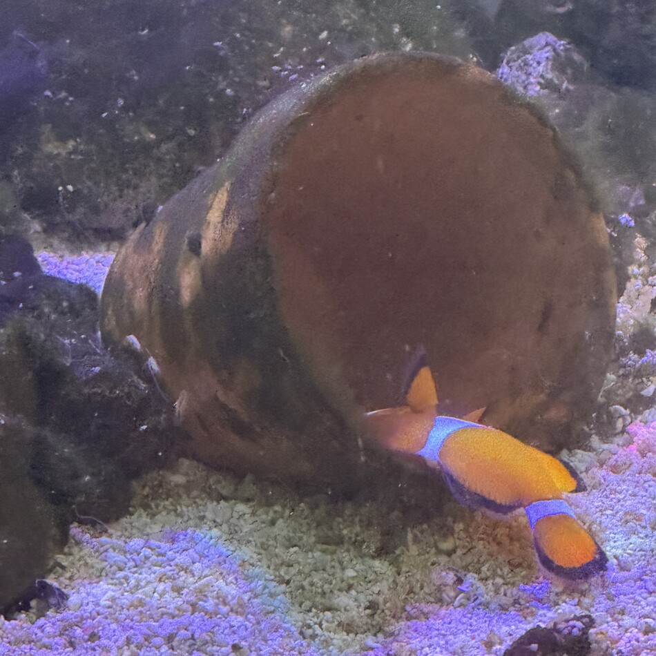ニモのカバー写真