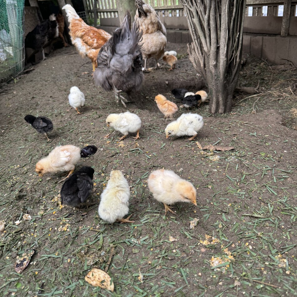 鶏達のカバー写真
