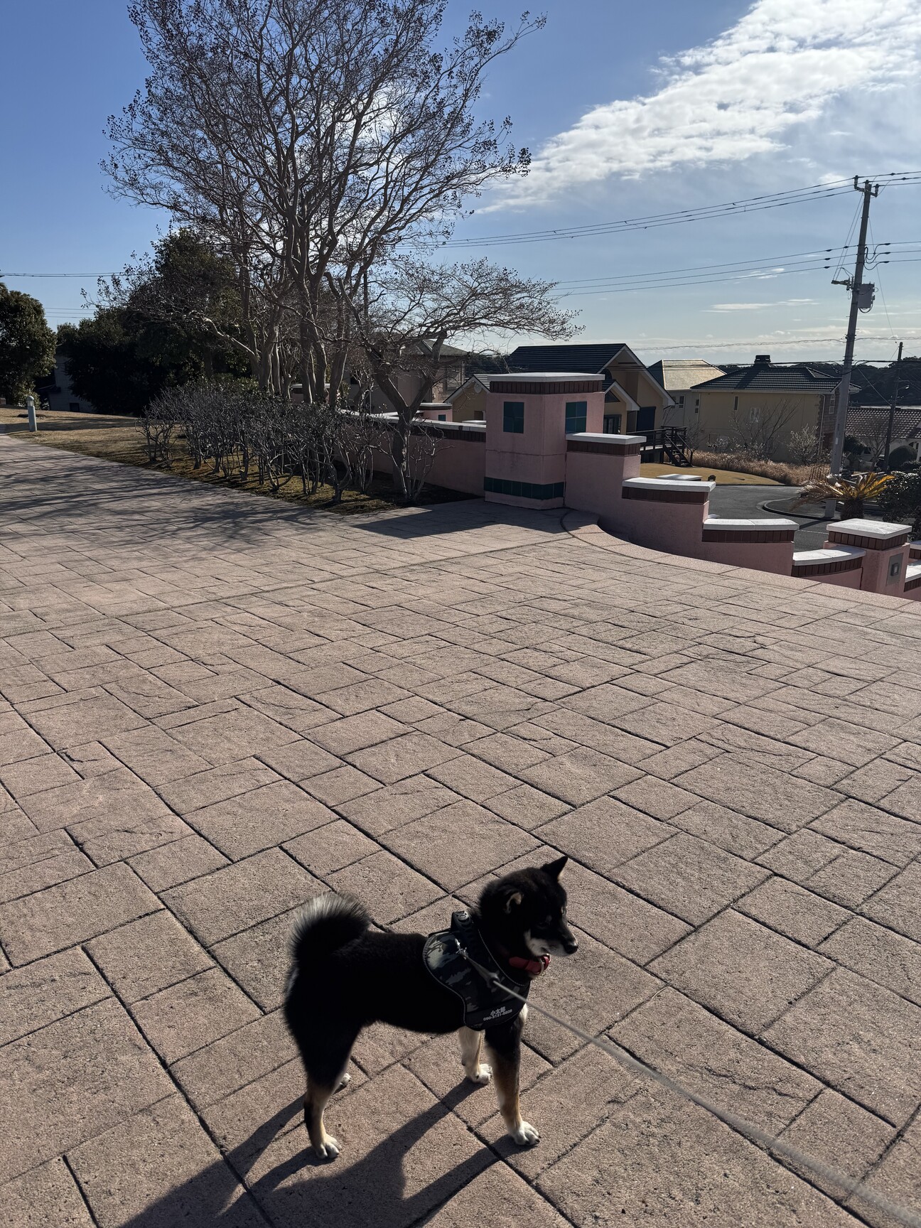 2歳3ヶ月・黒柴の男の子」東京都 - 犬の里親募集(534135) :: ペットの