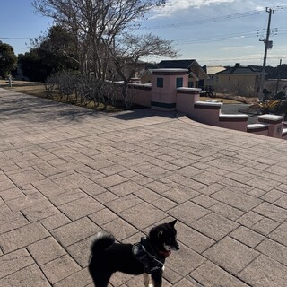 2歳3ヶ月・黒柴の男の子