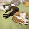 2025/11撮影。猫カフェ時代はなかなか周りに馴染めなかったようですが、同居猫とはそれなりに上手くやっていました。