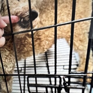 トイプードル女の子　ジュエル