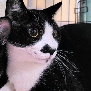 トライアル決定ちょび髭のまったりな男の子