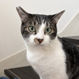 すりすりぺったんキジシロくん