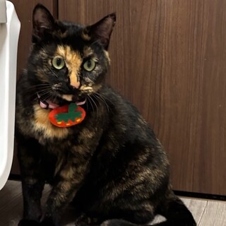 ミドリガメ様 ミドリガメ 3才 メス 」千葉県 - 爬虫類・他の里親募集(142381