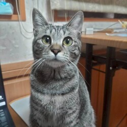 ねこけん千葉支部　譲渡会 サムネイル2