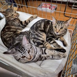 ねこけん千葉支部　譲渡会 サムネイル3