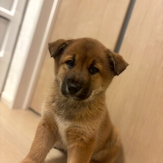 ぷーちゃん(旧イル)