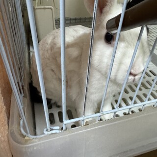 うさぎ(メス・去勢済)