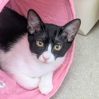 【3/29東日本橋】ハチワレ子猫隊❤️うし美ちゃん