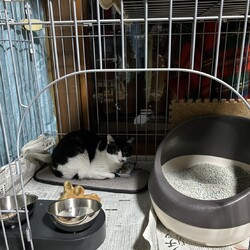 ［れもんちゃん］譲渡になりました。