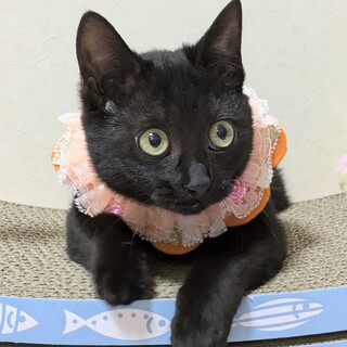 【1/25東銀座】くーちゃん★４ヵ月♪