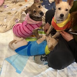 いぬねこ譲渡会 サムネイル2