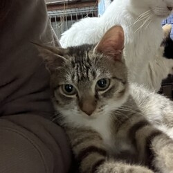 いぬねこ譲渡会 サムネイル3