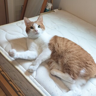 元野良の成猫♂3歳