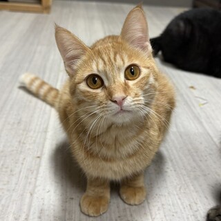 【1/25東銀座】風太くん★８ヵ月♪