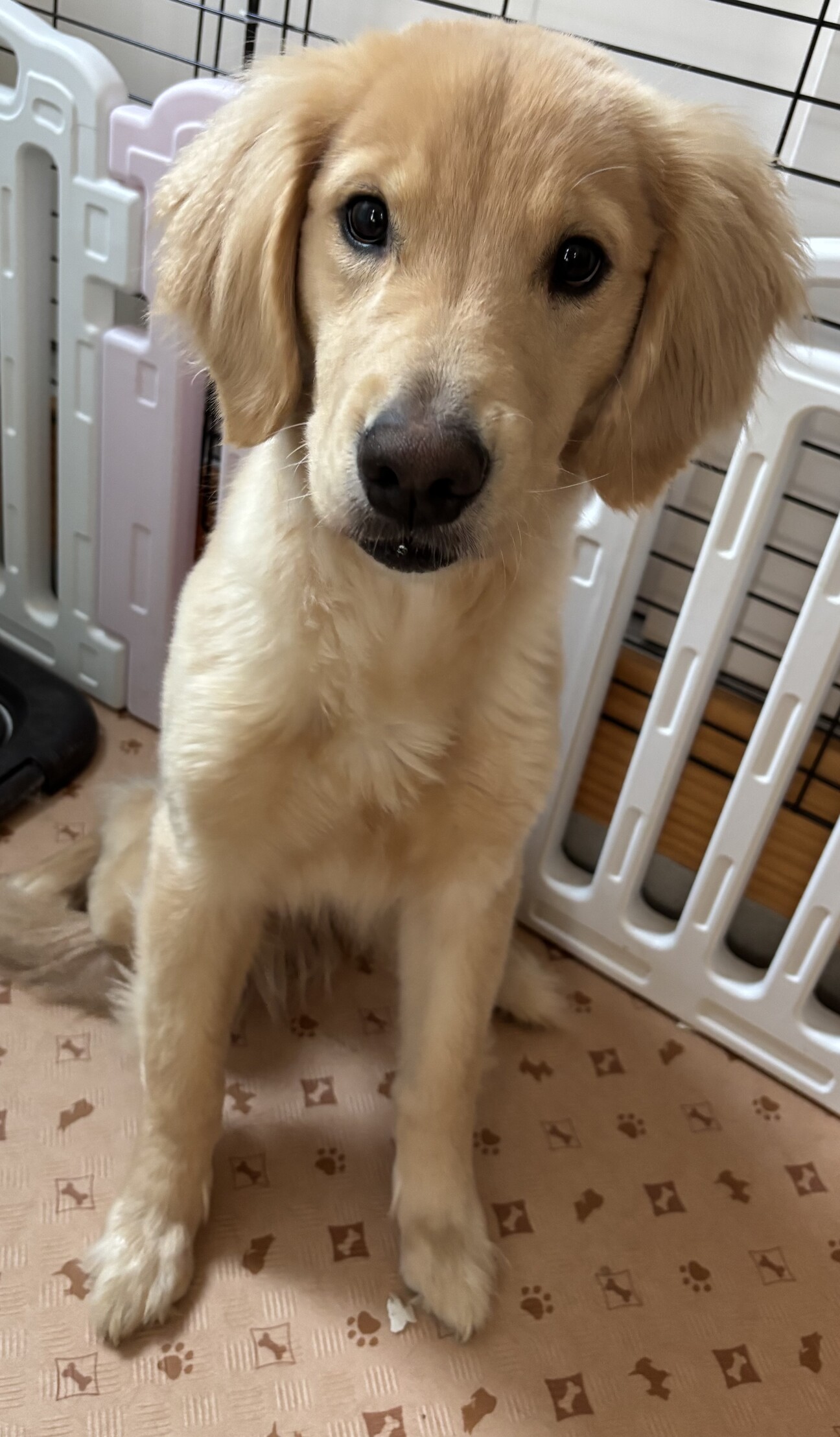 ゴールデンレトリバー 女の子 9ヶ月 サムネイル1