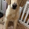 ゴールデンレトリバー 女の子 9ヶ月 サムネイル1
