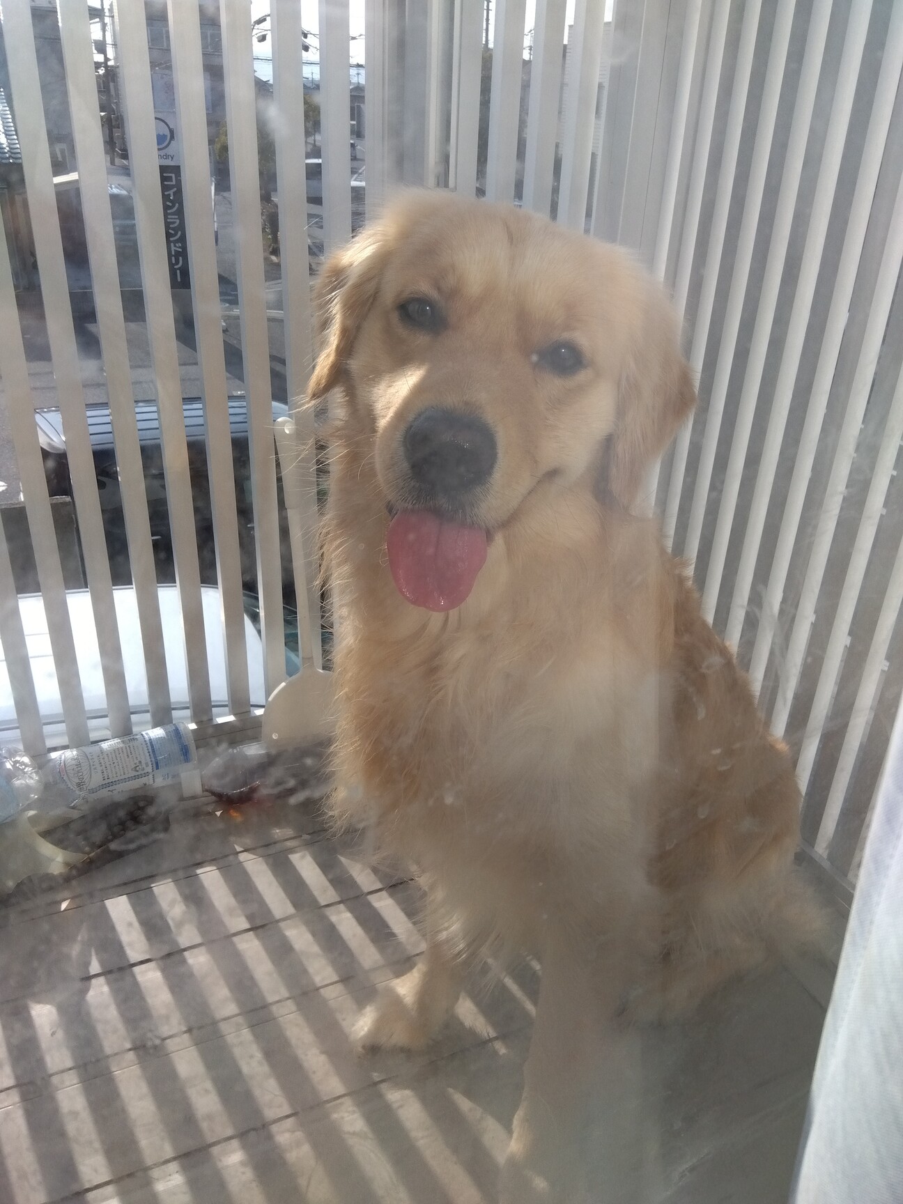 ゴールデンレトリバー2歳」滋賀県 - 犬の里親募集(534584