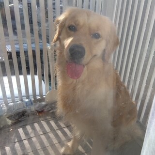 ゴールデンレトリバー２歳の男の子