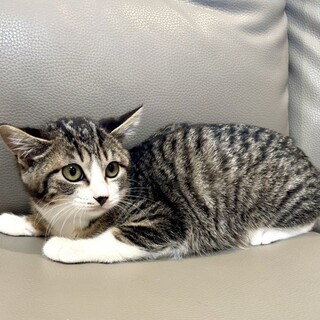 【1/25東銀座】たわらちゃん★３ヵ月半♪