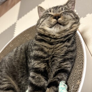 人懐っこい6ヶ月キジトラくん