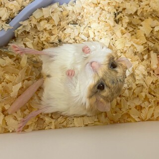 マカロニマウス 2匹 女の子