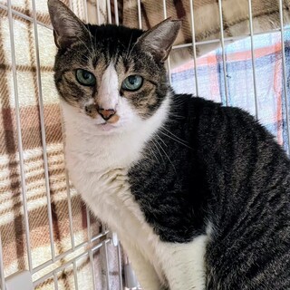 怖がりさんで物静かな「ハル」ちゃん