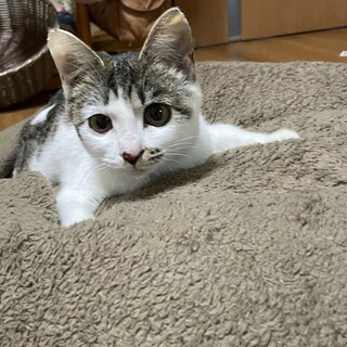 甘えん坊3ヶ月女の子