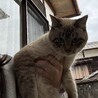 兄弟猫シャム猫オス(人馴れしてます！) サムネイル3