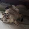 兄弟猫シャム猫オス(人馴れしてます！) サムネイル4