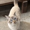 兄弟猫シャム猫オス(人馴れしてます！) サムネイル5