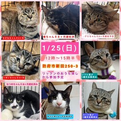 保護ねこ譲渡会in防府市新田