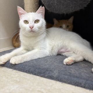 甘えん坊な美少女ゆきみ（2/14譲渡会）