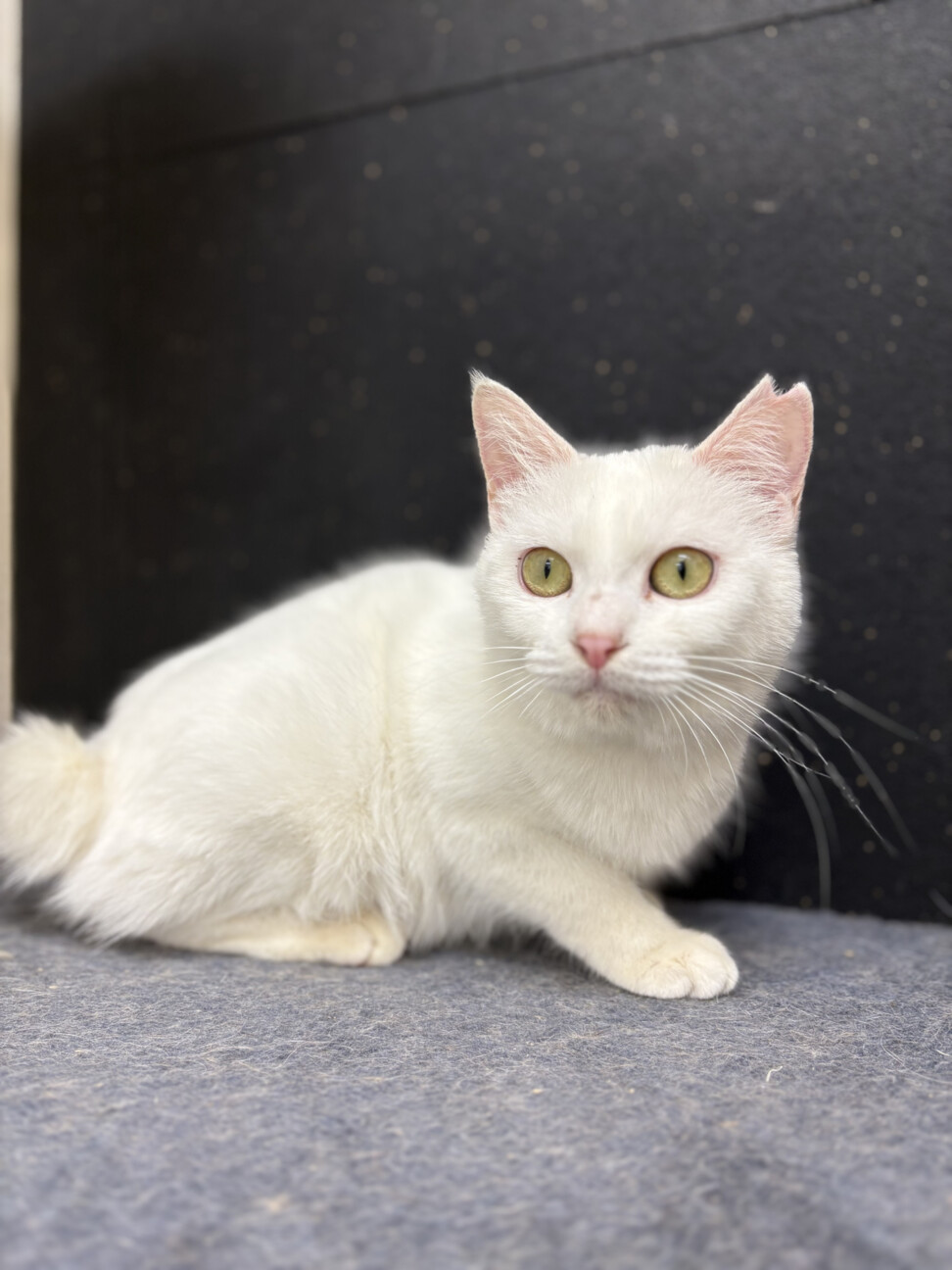 甘えん坊な美少女ゆきみ サムネイル4