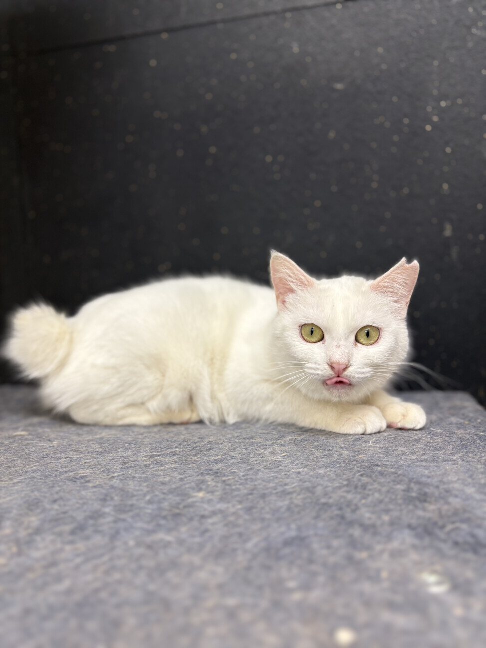 甘えん坊な美少女ゆきみ サムネイル6