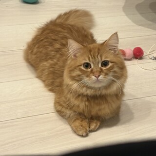 人が大好きな甘えん坊8ヶ月のミヌエット