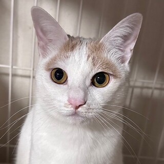 美猫　さくちゃん　3歳