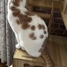 美猫　さくちゃん　3歳 サムネイル2