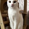 美猫　さくちゃん　3歳 サムネイル3