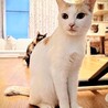美猫　さくちゃん　3歳 サムネイル4
