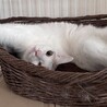 美猫　さくちゃん　3歳 サムネイル5