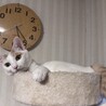 美猫　さくちゃん　3歳 サムネイル6