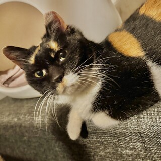 人懐こい短足三毛の成猫