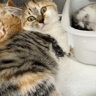 遊ぶの大好きうずらちゃん（2/14譲渡会）