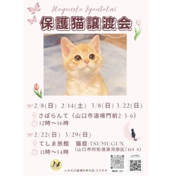 保護猫譲渡会in山口市さぽらんて