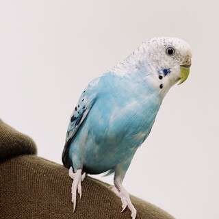 セキセイインコの里親を募集しています