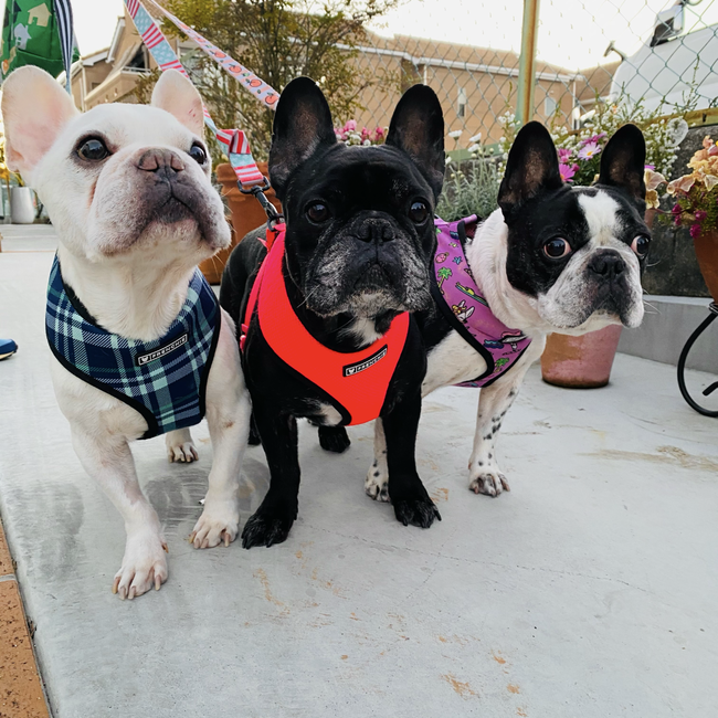 テンララのカバー写真