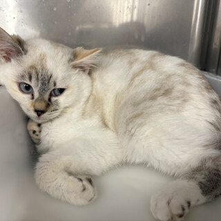 おっとり懐っこいすずめちゃん（2/14譲渡会）